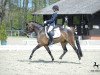 dressage horse Prinz Heinrich 6 (German Riding Pony, 2011, from Halifax)