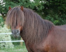 Deckhengst Bubblegum (Shetland Pony, 2002, von Bilbao)