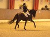 dressage horse L'esperanza 3 (Hanoverian, 2006, from Lauries Crusador xx)