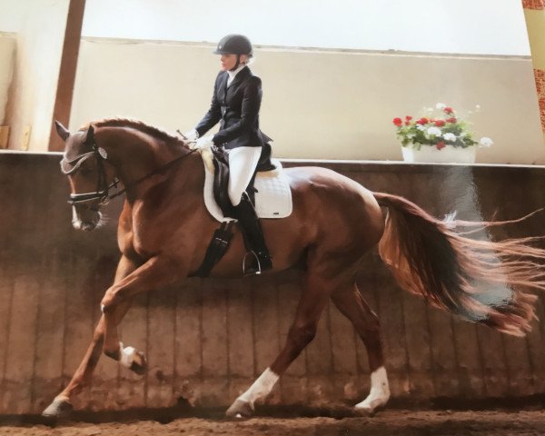 dressage horse Fibonacci 22 (Hanoverian, 2011, from Feuerspiel)