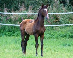 dressage horse Diva la Rose (Finnish Warmblood, 2016, from Don Frederic 3)