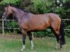 broodmare Belissia (Westphalian, 2011, from Belissimo NRW)