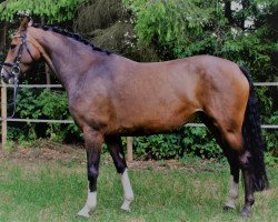 broodmare Belissia (Westphalian, 2011, from Belissimo NRW)