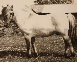 stallion Klappre 77 (Fjord Horse, 1973, from Napping)