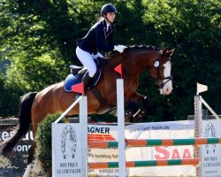 jumper Lutine des Fusains (Luxembourg horse, 2008, from Lucky-Loke R)