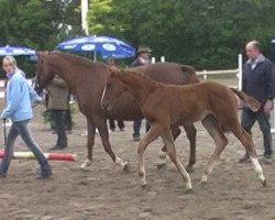 broodmare Diara-Amour (Hanoverian, 2009, from Daddy Cool)