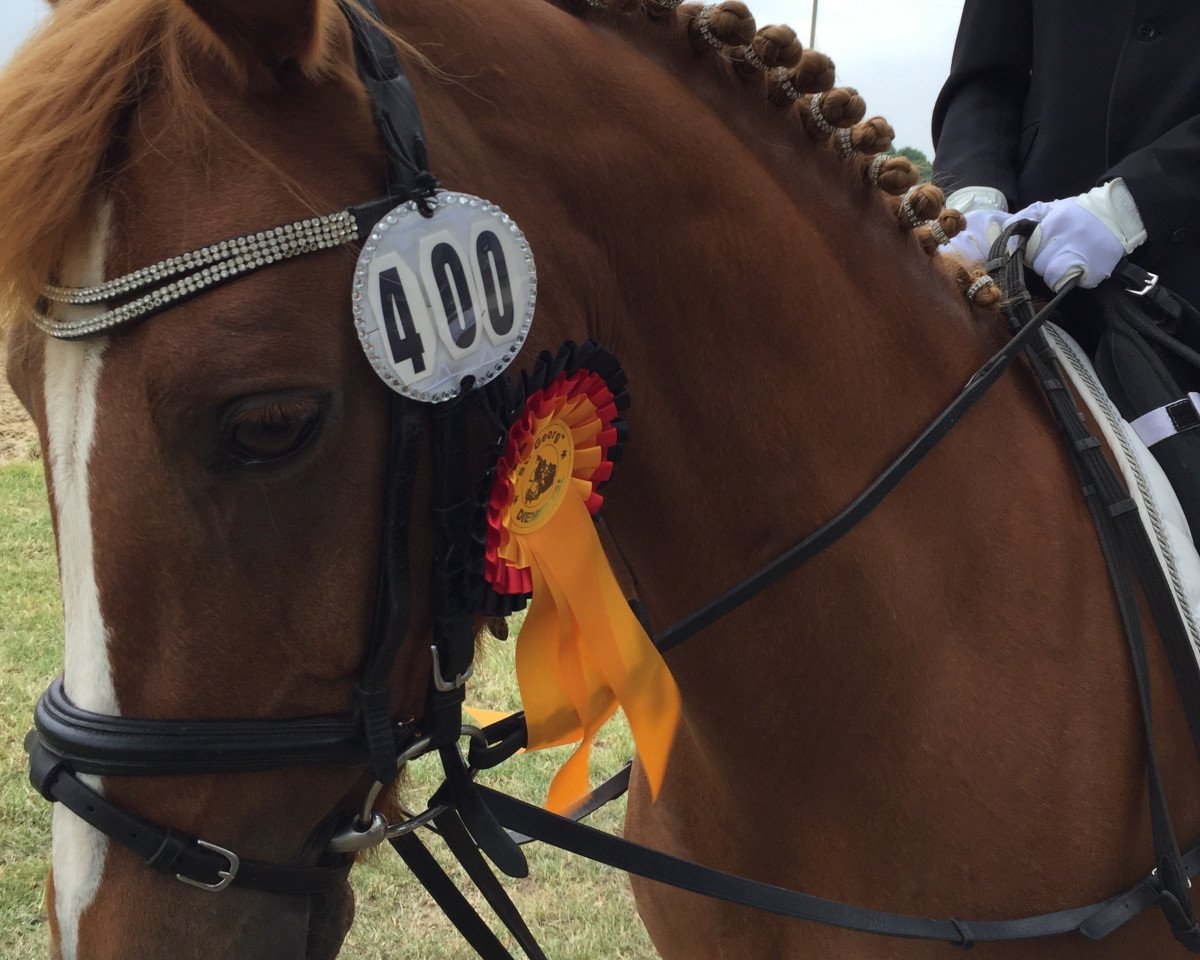 broodmare Hanna Montana (German Riding Pony, 2005, from Hightrick)