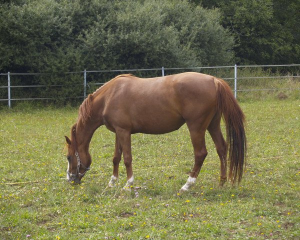 broodmare Aphrodite (Hanoverian, 2003, from Acorado I)