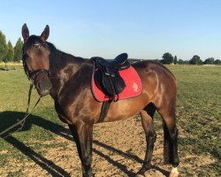 jumper Amezing Dream (Austrian Warmblood, 2012, from Caretano Z)