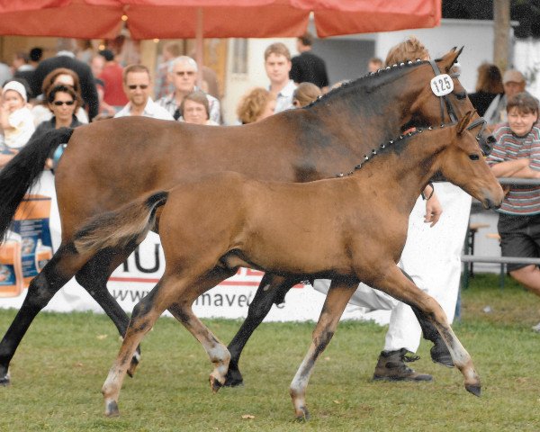 Pferd Conan (Deutsches Reitpony, 2007, von Cyriac WE)