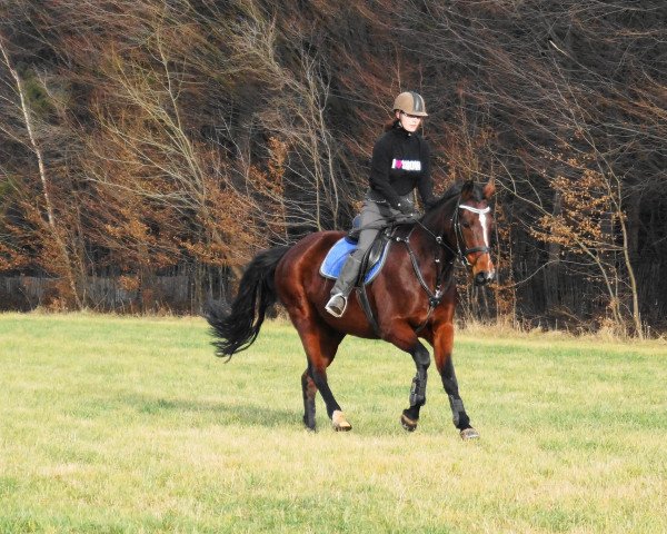 broodmare Franziska (Noble Warmblood, 1996, from Grossist 1393)