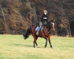 Zuchtstute Franziska (Edles Warmblut, 1996, von Grossist 1393)