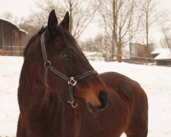 Zuchtstute Sendy (Sachse, 2000, von Patricier)