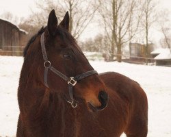 Zuchtstute Sendy (Sachse, 2000, von Patricier)