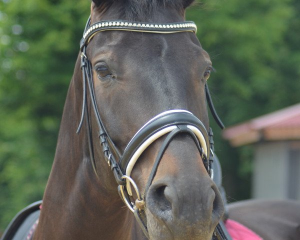 dressage horse Rouge EHK (Rhinelander, 2004, from Rockwell)