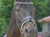 dressage horse Rouge EHK (Rhinelander, 2004, from Rockwell)