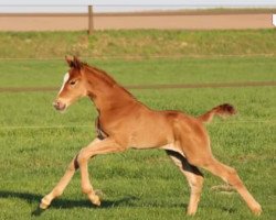 horse Belle la vie (Westfale, 2017, from Belissimo NRW)