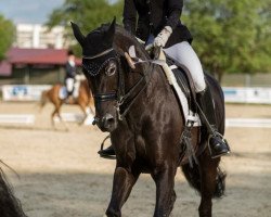 dressage horse Samba Suzy (Oldenburg, 2010, from Sting)