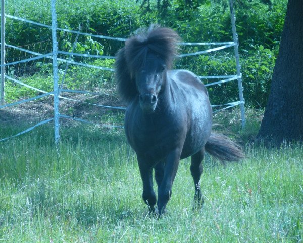 dressage horse Monti (Shetland Pony,  )