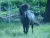 Dressurpferd Monti (Shetland Pony,  )