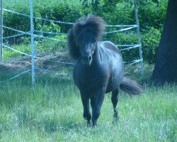 Dressurpferd Monti (Shetland Pony,  )