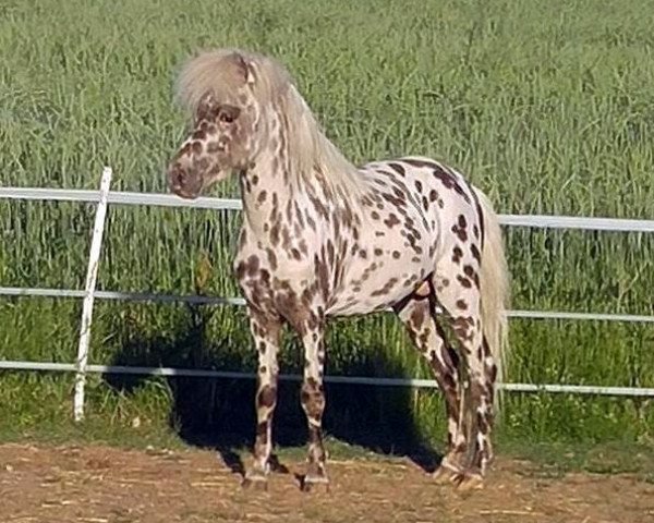 stallion Jackpot von Buchberg (Dt.Part-bred Shetland pony, 2015, from Jamil vom Moritzberg)