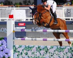 Zuchtstute Itsi Pitsi Doree Van' T Kathof (Belgisches Warmblut, 2008, von Doree van de Moskifarm)