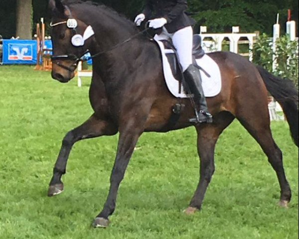 dressage horse Floribot W (Oldenburg, 2008, from Fidertanz)