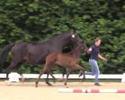 Pferd Ludwig (Westfale, 2017, von Last Man Standing)