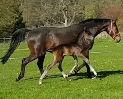 dressage horse Dark Da Vinci K (Westphalian, 2017, from Dark Dressed Man)