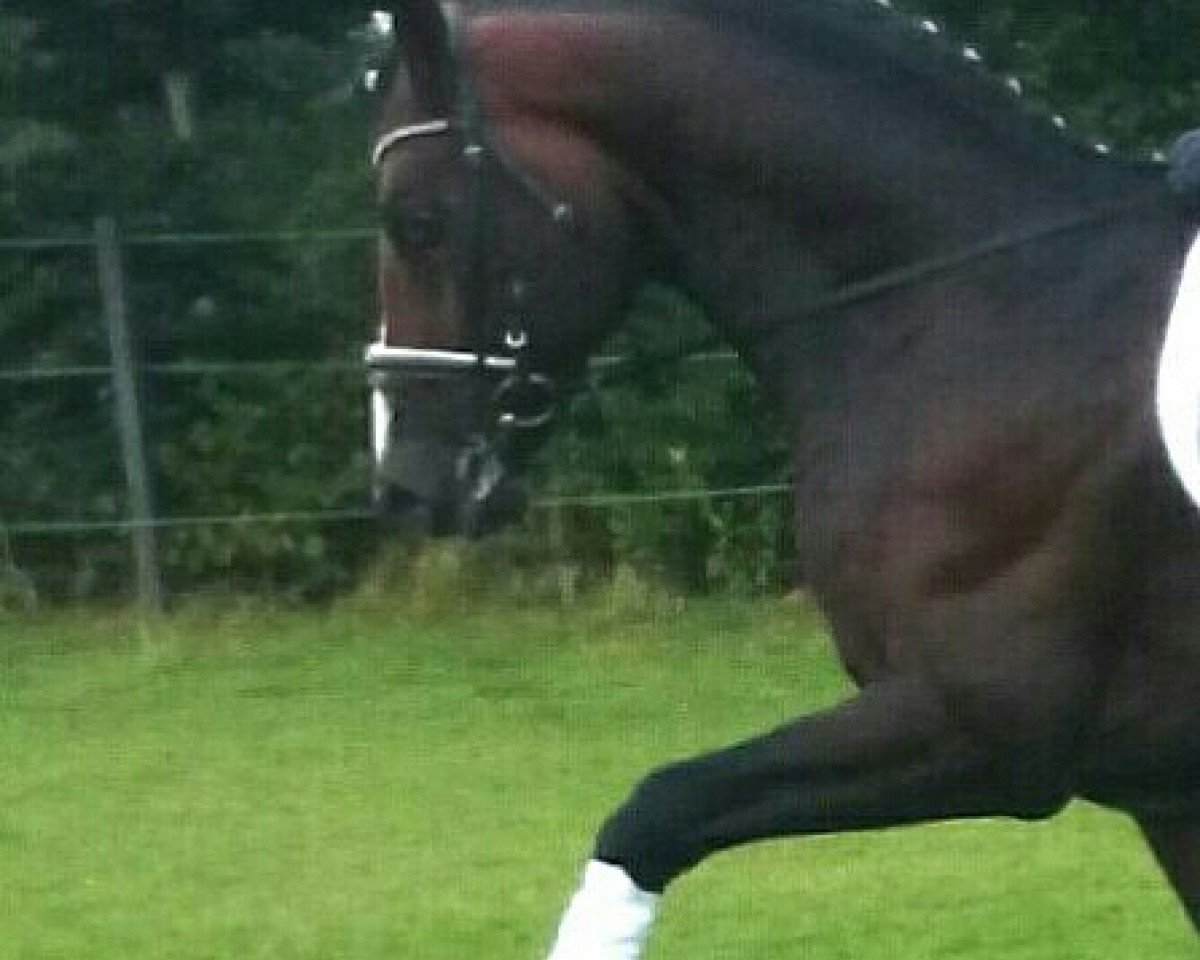 stallion Come and Fight (Oldenburg, 2006, from Chico's Boy)