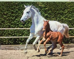 broodmare G.Lundy (KWPN (Royal Dutch Sporthorse), 2011, from Carosso VDL)