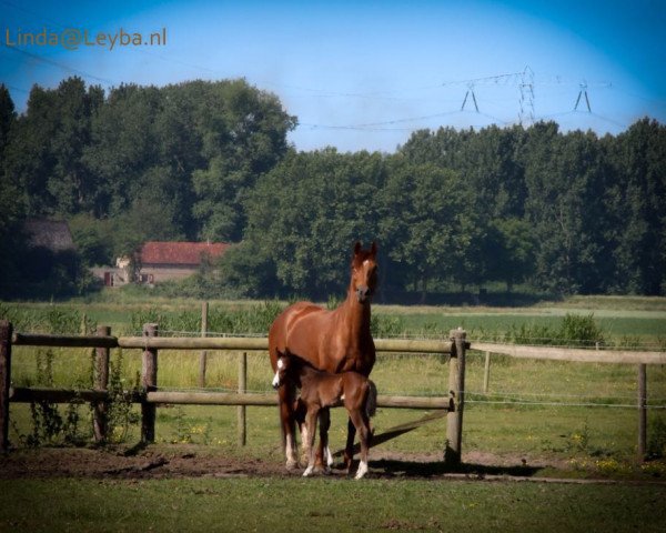 Zuchtstute Bloesem (Koninklijk Warmbloed Paardenstamboek Nederland (KWPN), 2008, von Vadermus)