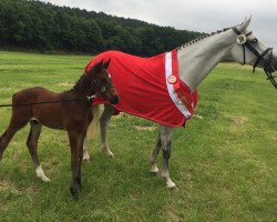 jumper Flechtmerhof's Caju (Westphalian, 2017, from Cornet Obolensky)