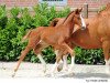 dressage horse Felino SV (Westphalian, 2017, from Fürst Wilhelm)