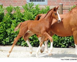 dressage horse Felino SV (Westphalian, 2017, from Fürst Wilhelm)