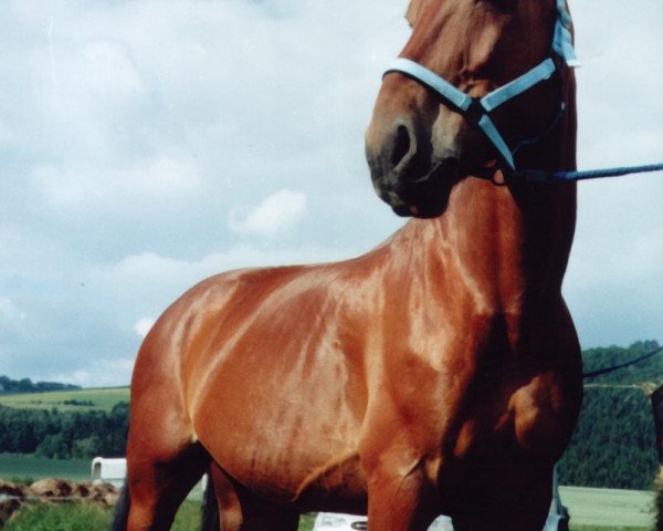 Pferd Eiko (Schweres Warmblut, 1992, von Enzian)