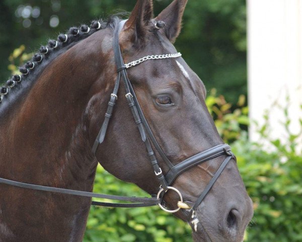 horse Giorgio Armani 14 (Sachs-door. Heavy Warmbl., 2004, from Gerling)