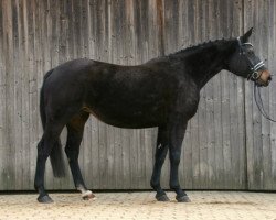 broodmare Rhapsodie (Bavarian, 2004, from Florestan I)