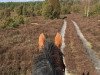 dressage horse Landro T (Westphalian, 2010, from Lohengrin T)