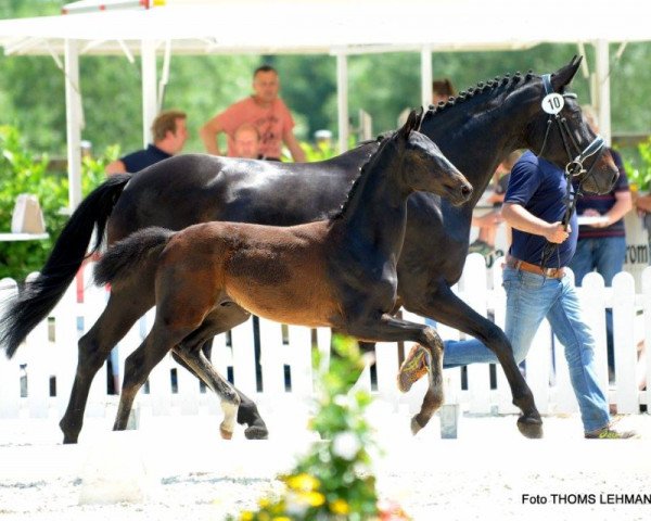 dressage horse Fürstenberg von For Final / Damsey (Westphalian, 2017, from For Final)