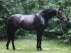 stallion Theodor (Oldenburg, 2015, from Tomahawk)