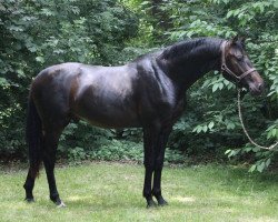 stallion Theodor (Oldenburg, 2015, from Tomahawk)