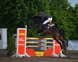 broodmare Sissy Von Senden (Westphalian, 2010, from Show Star)