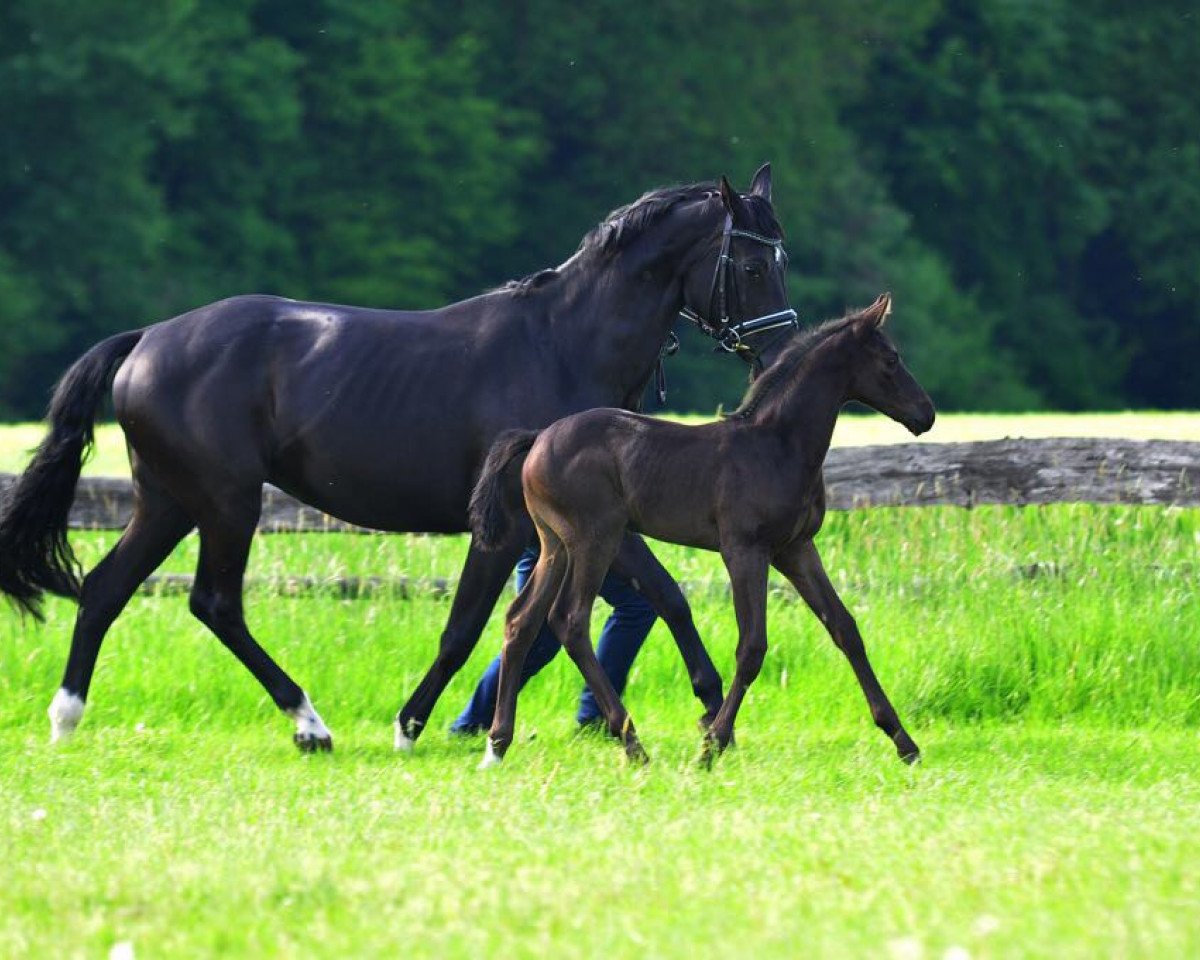 broodmare Lady Laurie (Oldenburg, 2011, from Lord Laurie)