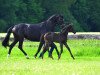 broodmare Lady Laurie (Oldenburg, 2011, from Lord Laurie)