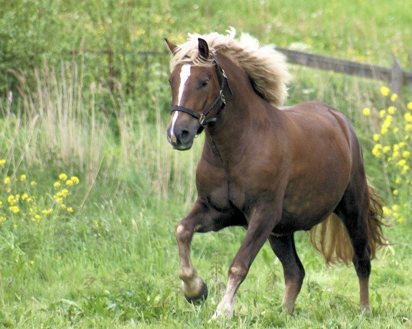 horse Ramon (Black Forest Fox, 2014, from Ravel)