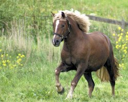 horse Ramon (Black Forest Fox, 2014, from Ravel)