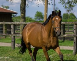 broodmare Charlene (Oldenburg, 2011, from Chacco-Blue)