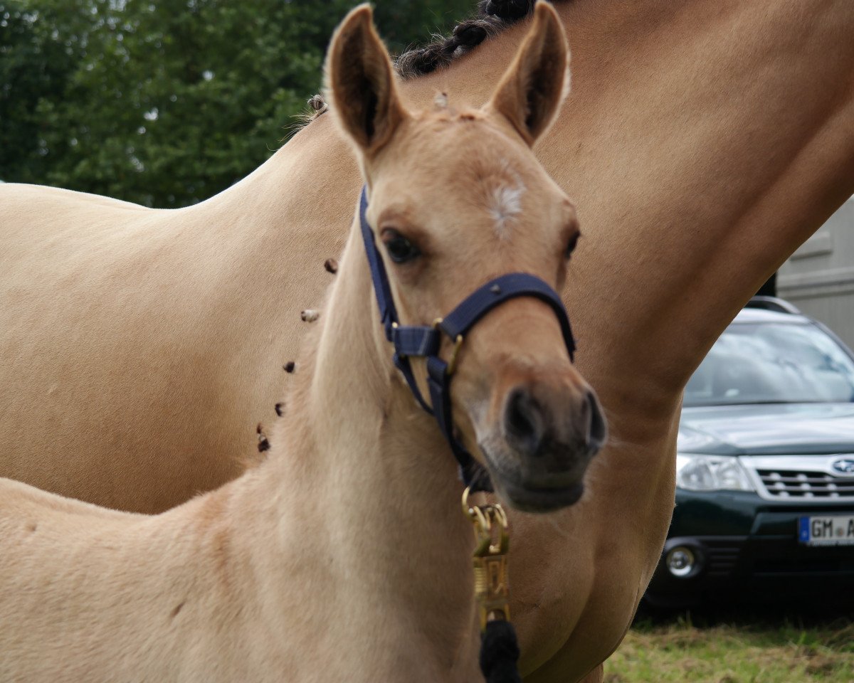 dressage horse Doraja 8 (German Riding Pony, 2014, from Dimension AT NRW)